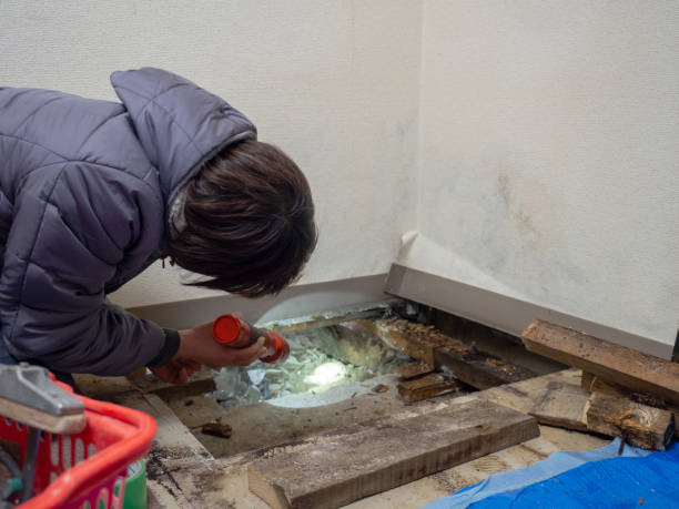Best Emergency Mold Remediation  in Derwood, MD