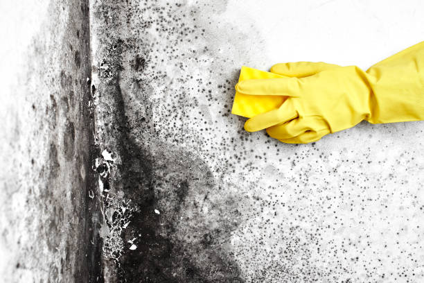 Best Environmental Consulting for Mold Prevention  in Derwood, MD