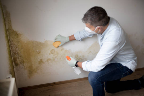 Best Commercial Mold Inspection  in Derwood, MD