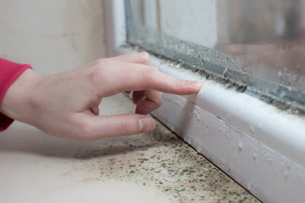 Best Mold Damage Restoration  in Derwood, MD