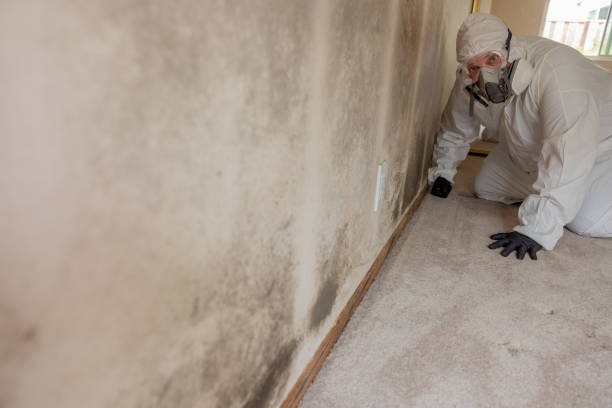Best Black Mold Removal  in Derwood, MD